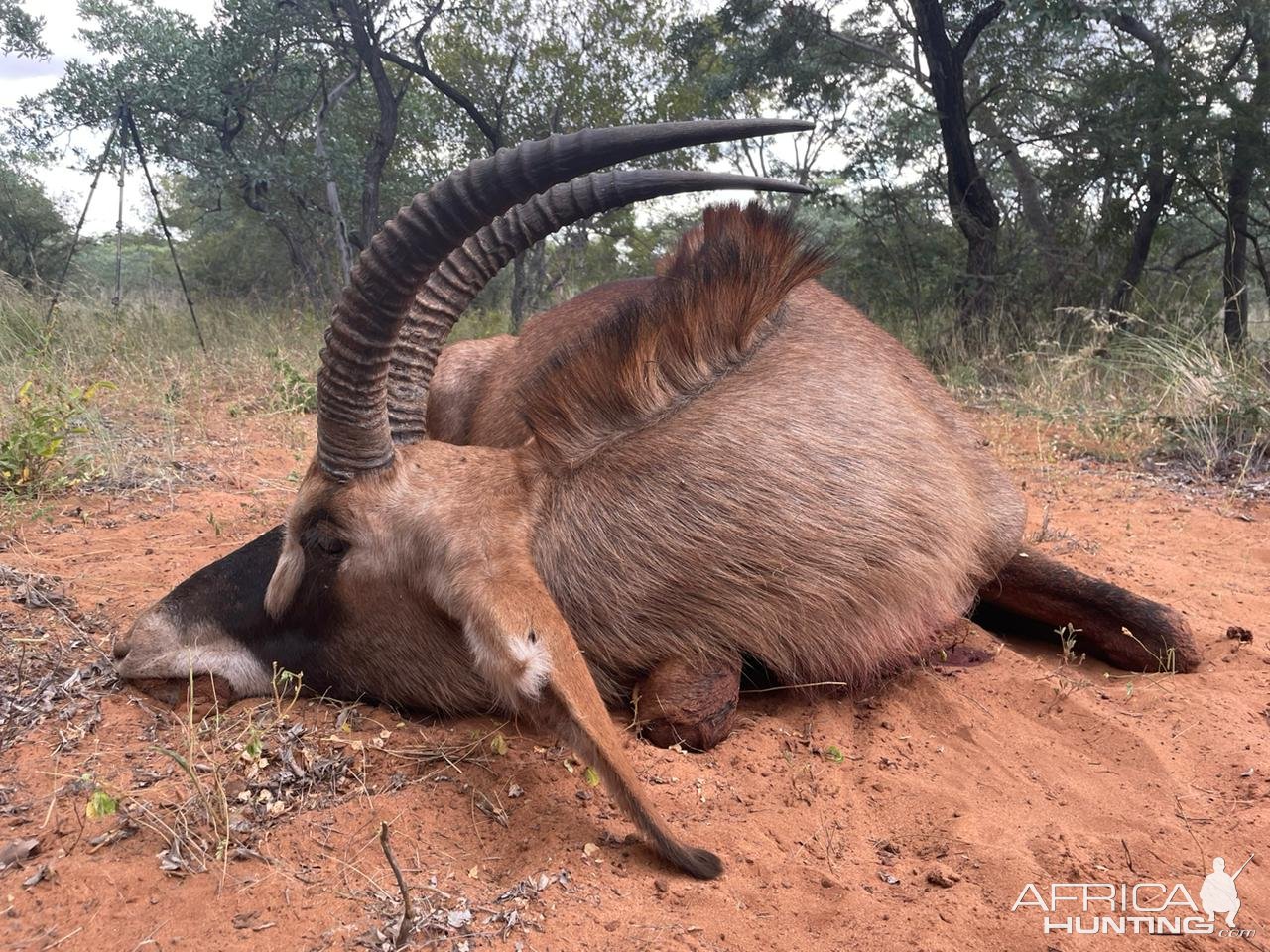 Roan Hunt South Africa