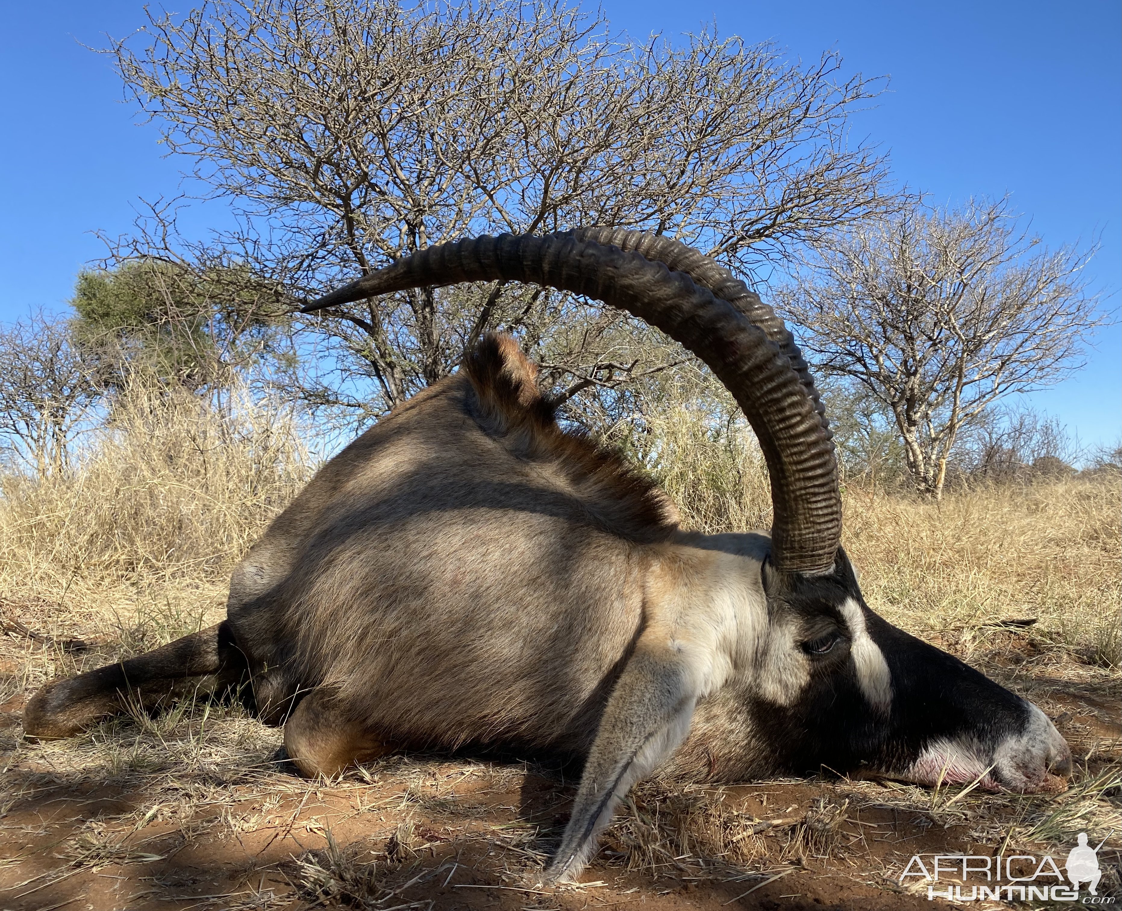 Roan Hunting South Africa