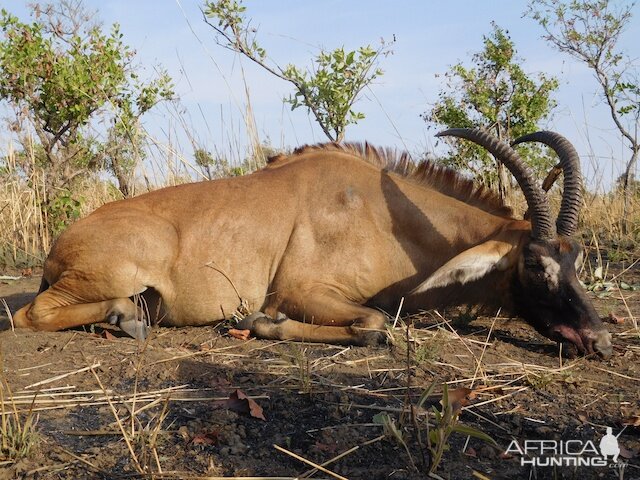 Roan Hunting