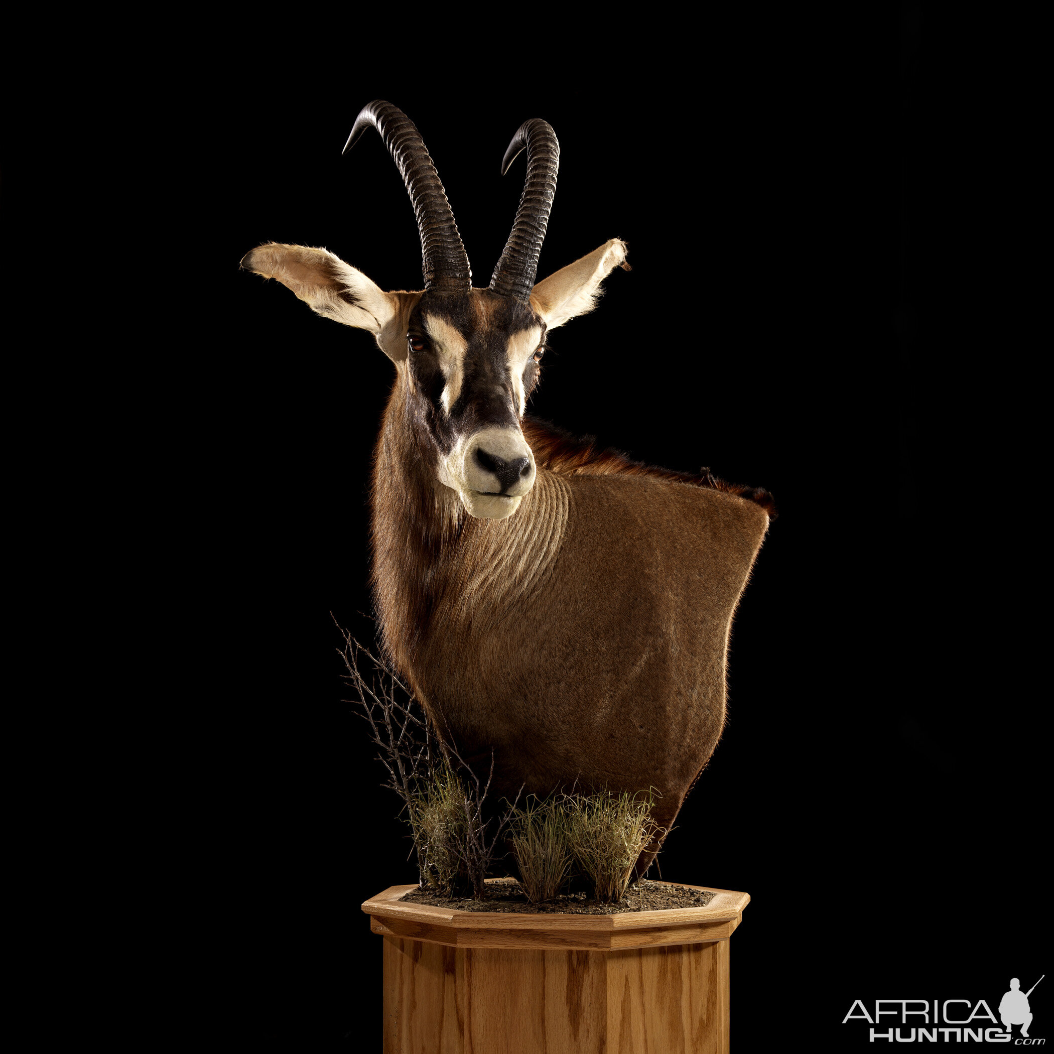 Roan Pedestal Mount Taxidermy