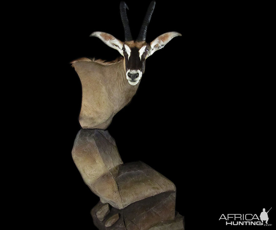 Roan Pedestal Mount Taxidermy