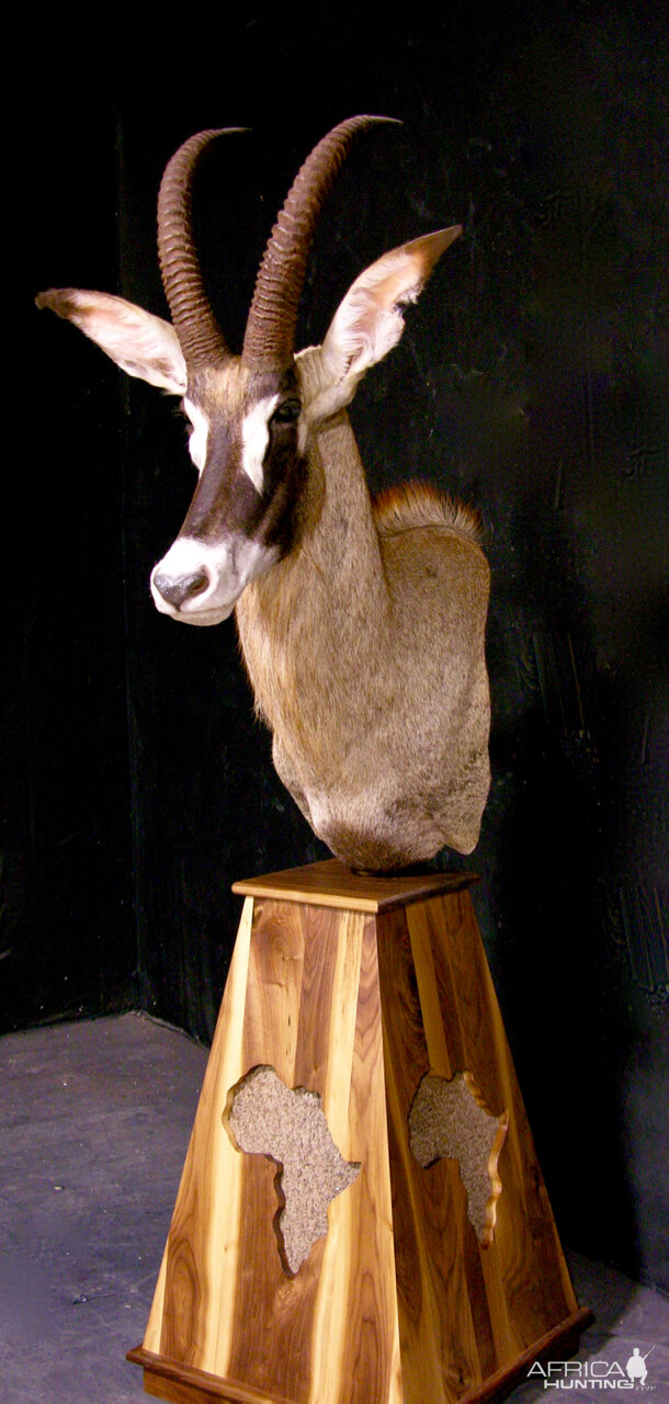 Roan Pedestal Mount Taxidermy