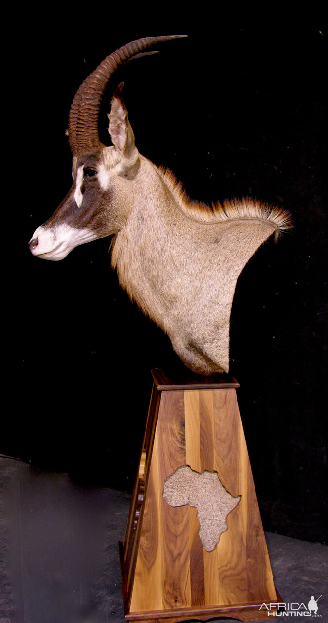 Roan Pedestal Mount Taxidermy