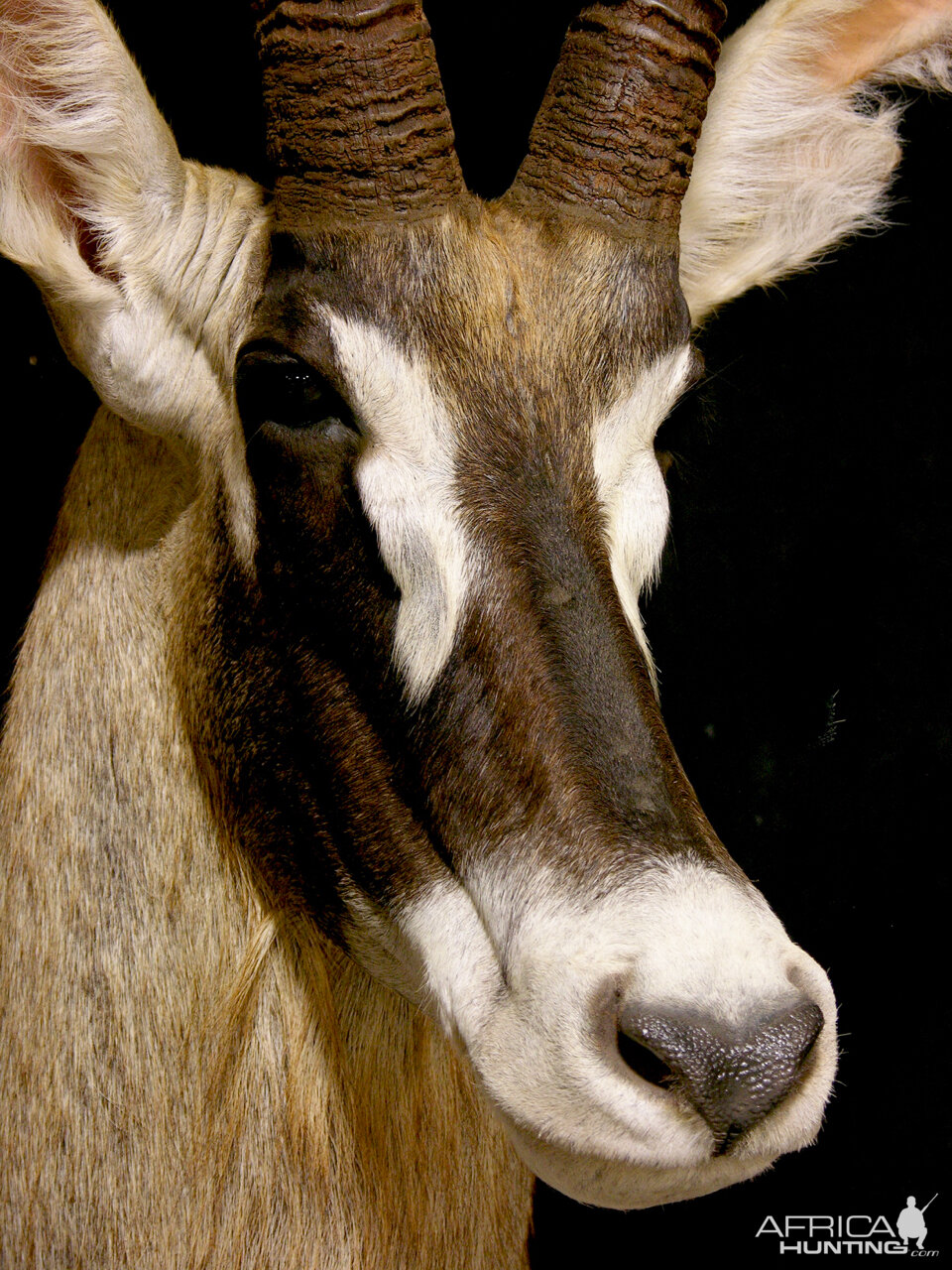 Roan Pedestal Mount Taxidermy