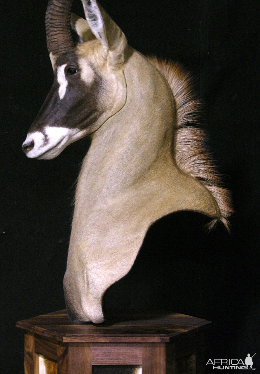 Roan Shoulder Mount Chess Piece Taxidermy After