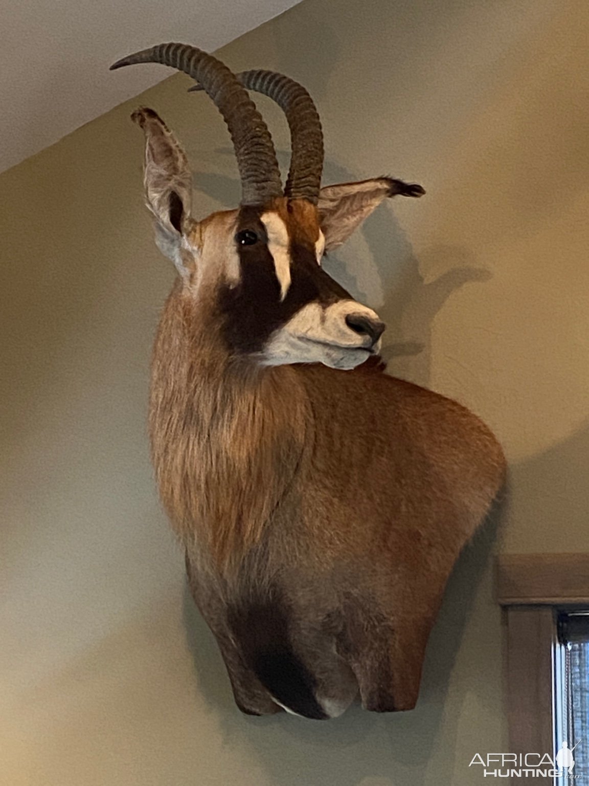 Roan Wall Pedestal Mount Taxidermy | AfricaHunting.com