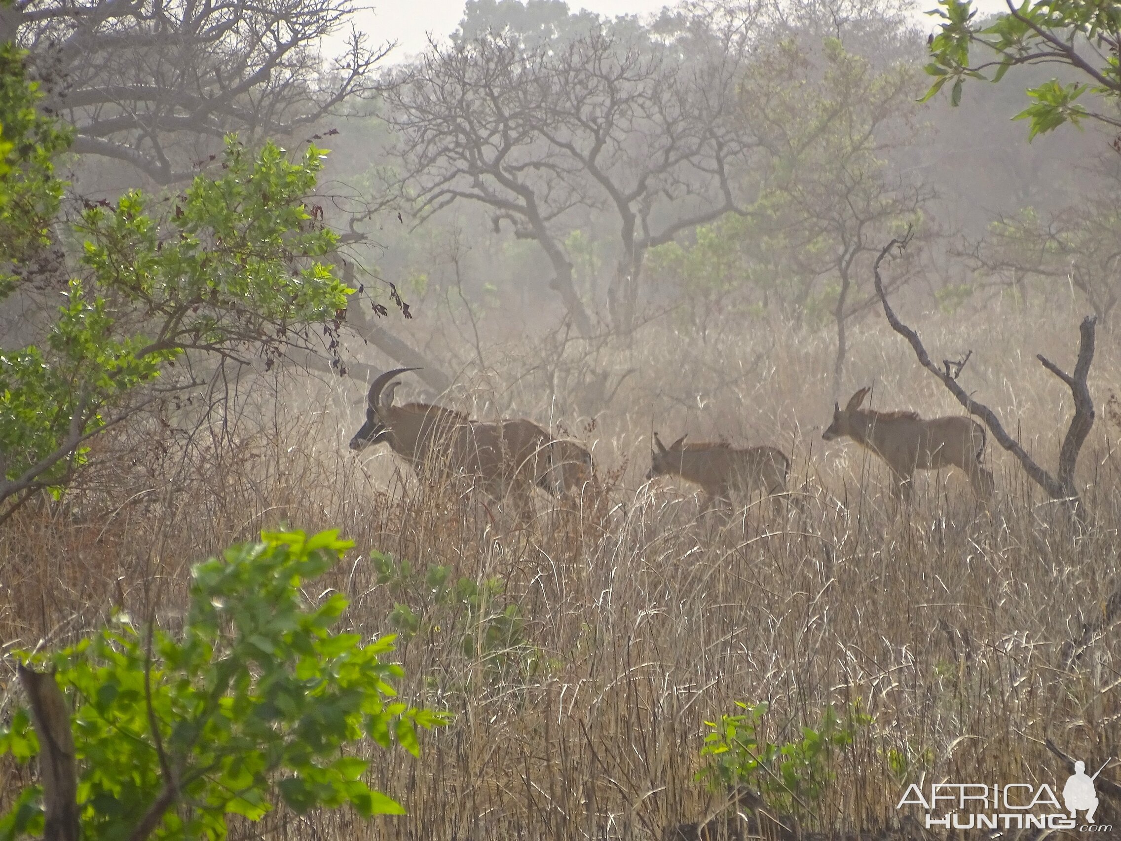 Roan Wildlife Benin