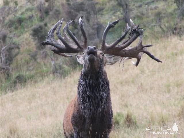 Roaring Red stag