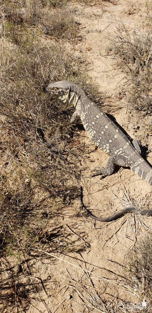 Rock Monitor Eastern Cape South Africa