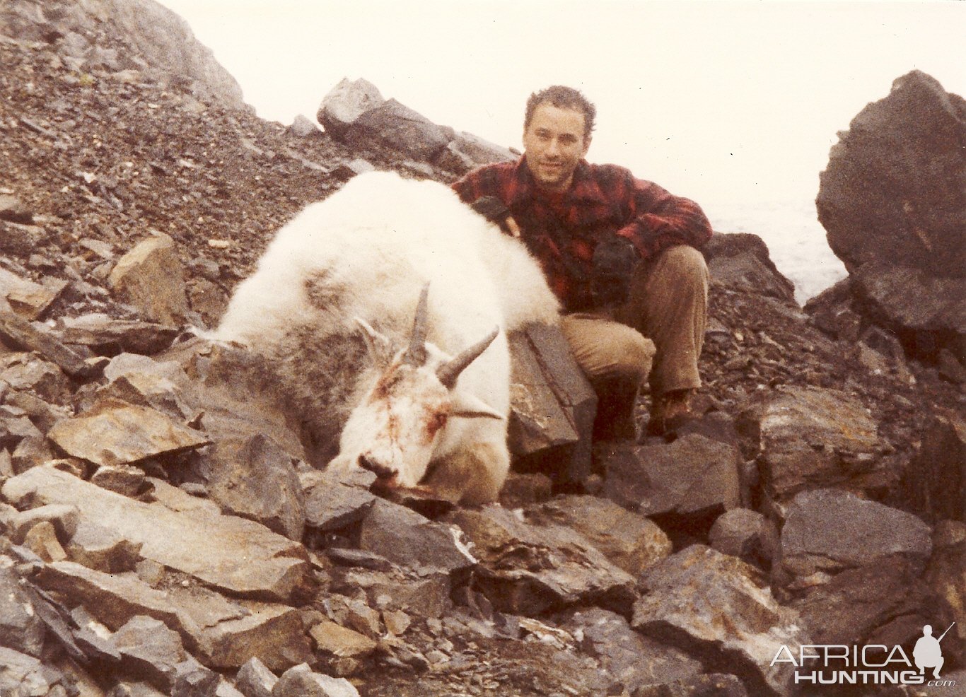 Rocky Mountain Goat