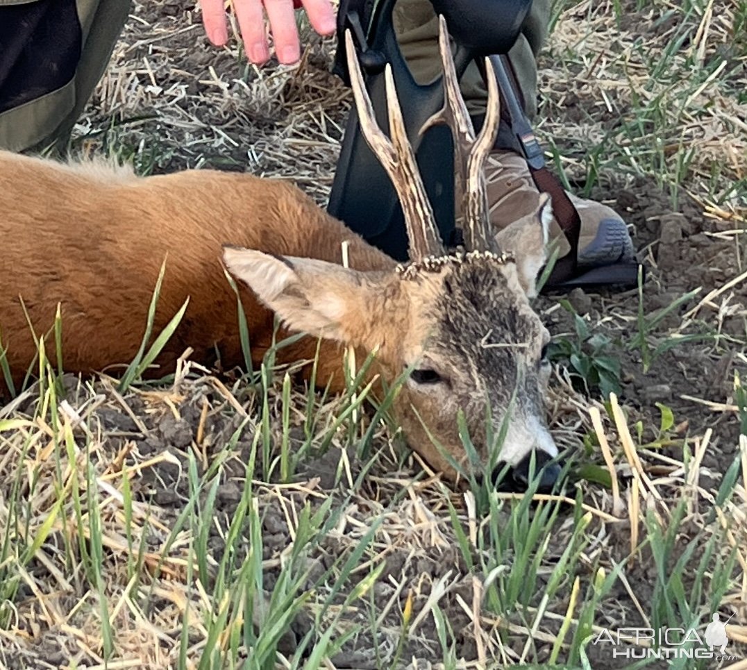 Roe Buck Hunt Hungary