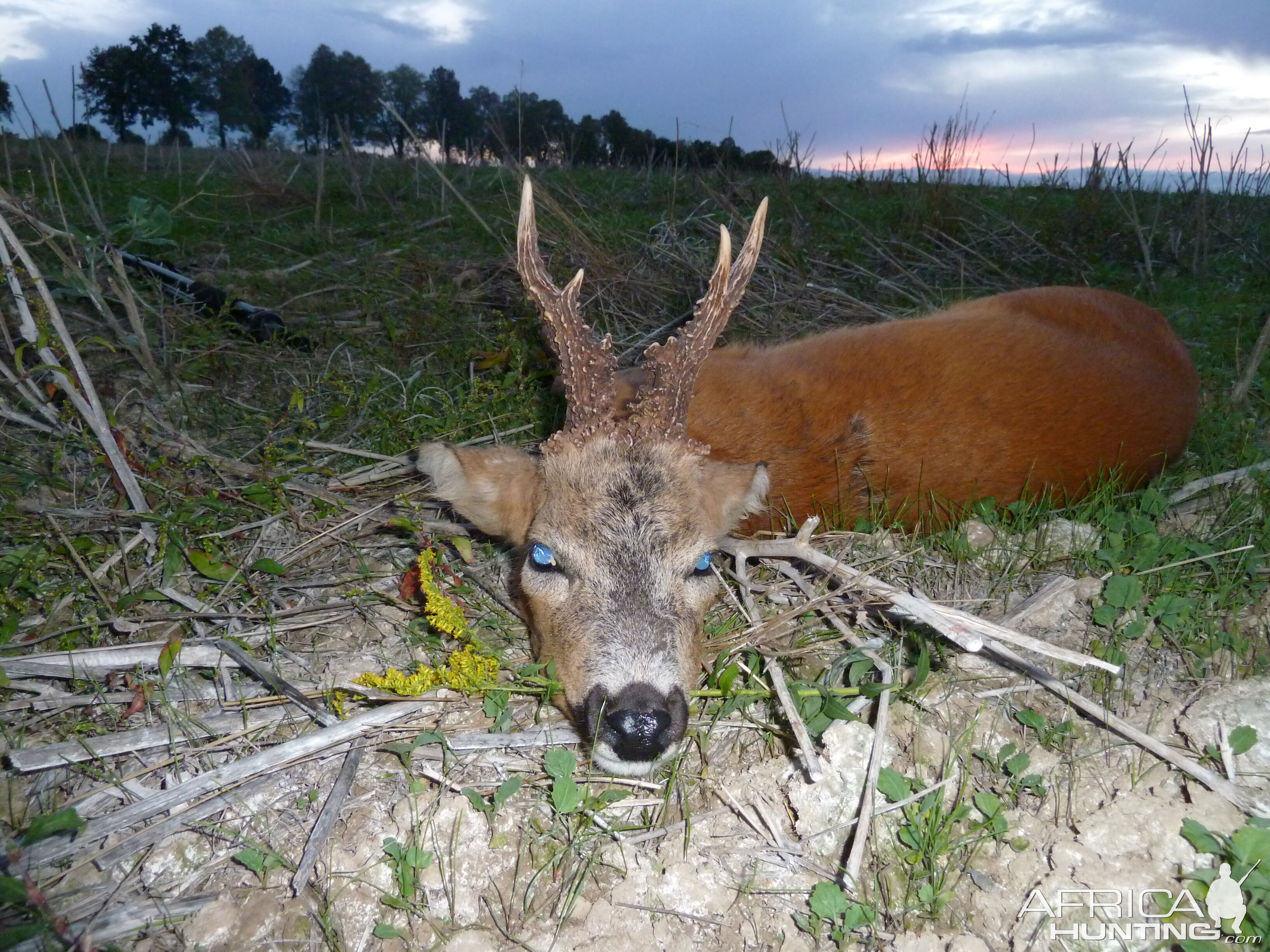 Roe Buck Hunting