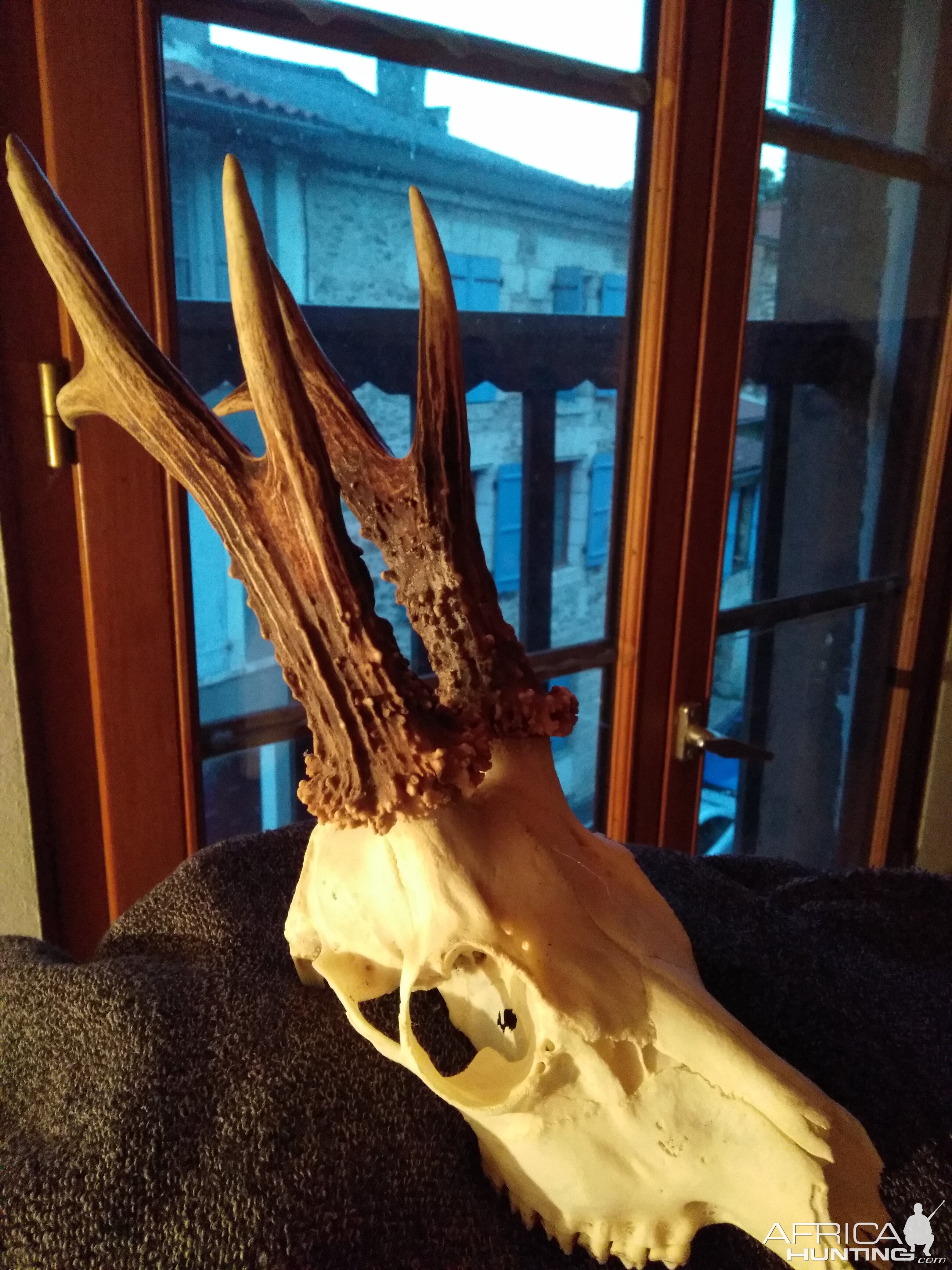 Roe Deer European Skull Mount