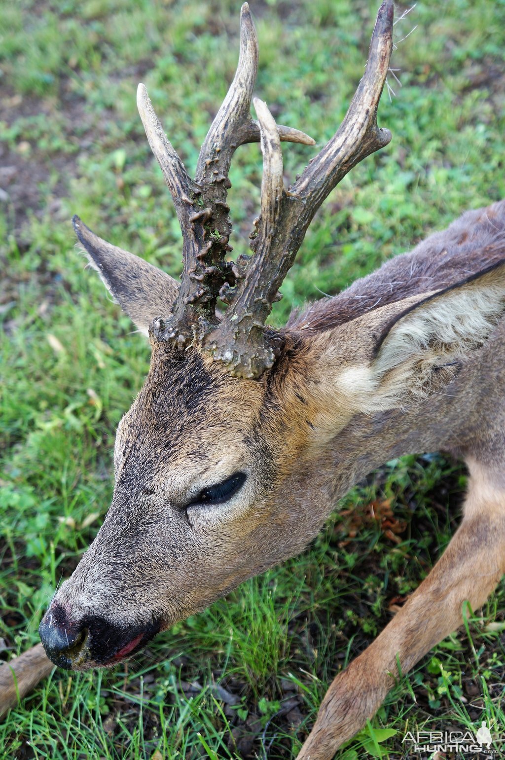 Roe Deer Hunt Austria