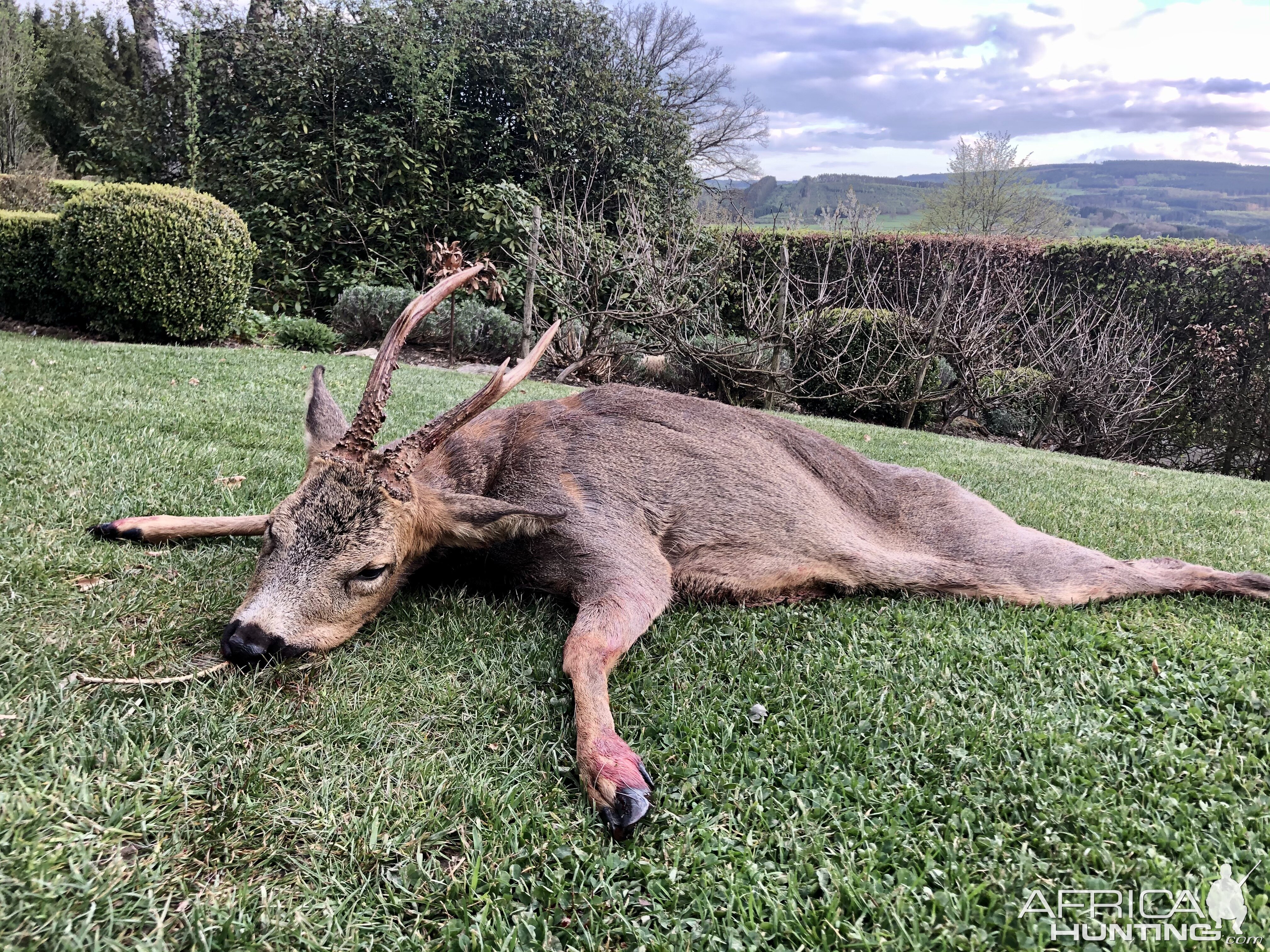 Roe Deer Hunt Belgium