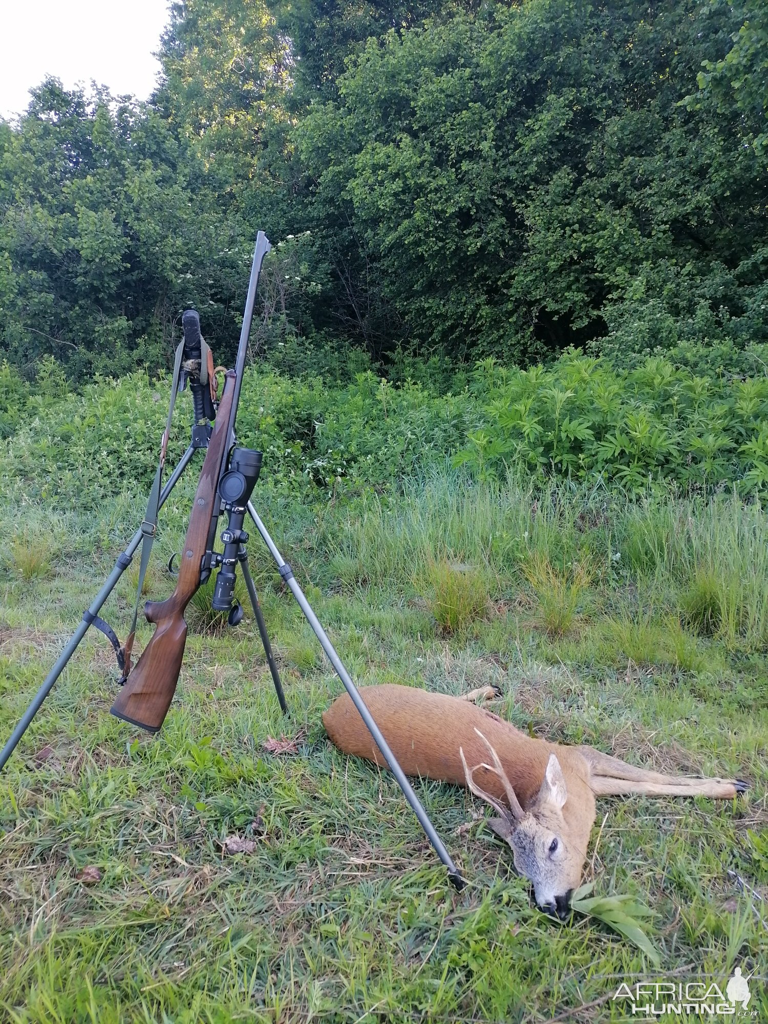 Roe Deer Hunt Croatia