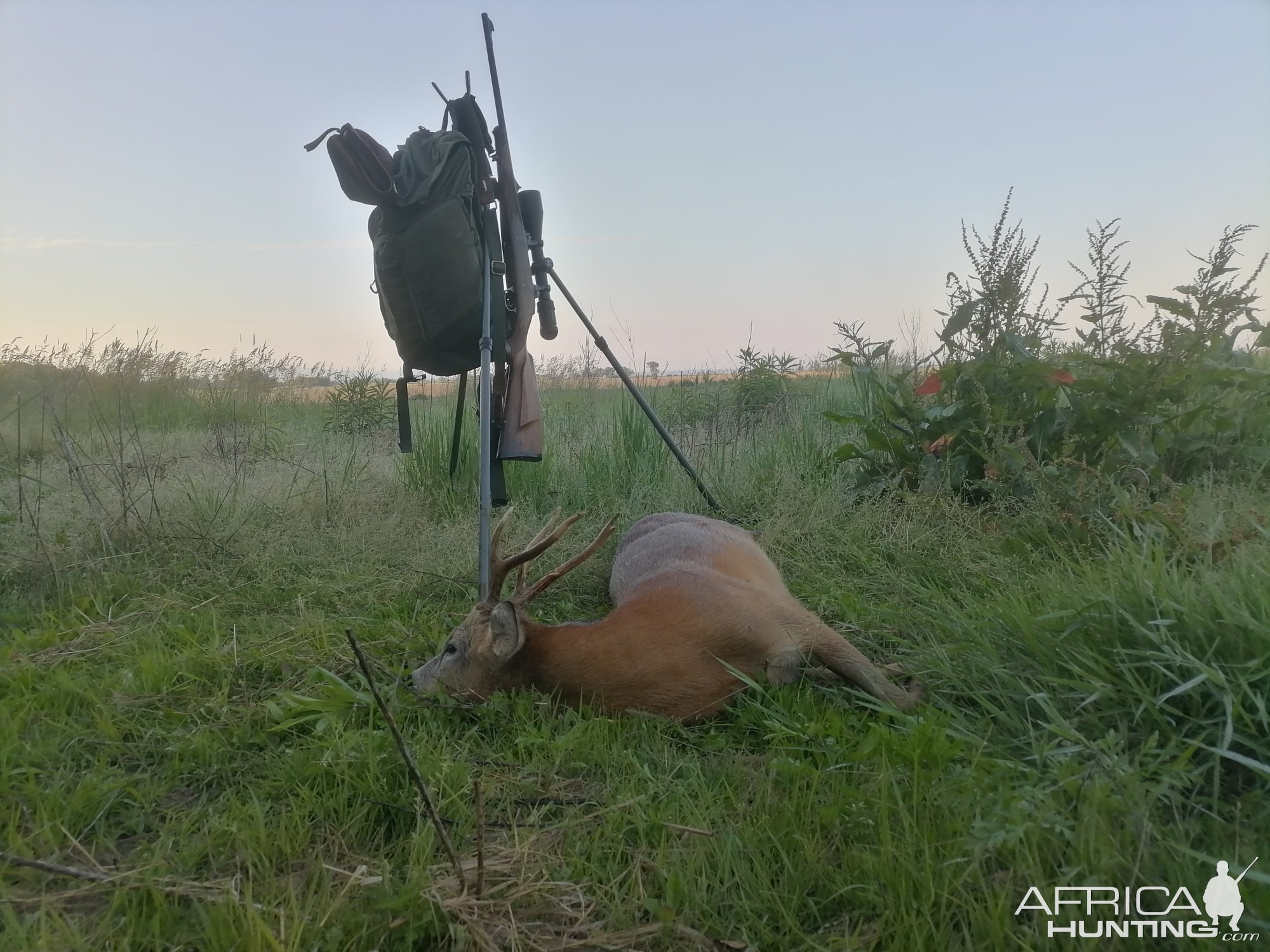 Roe Deer Hunt Croatia