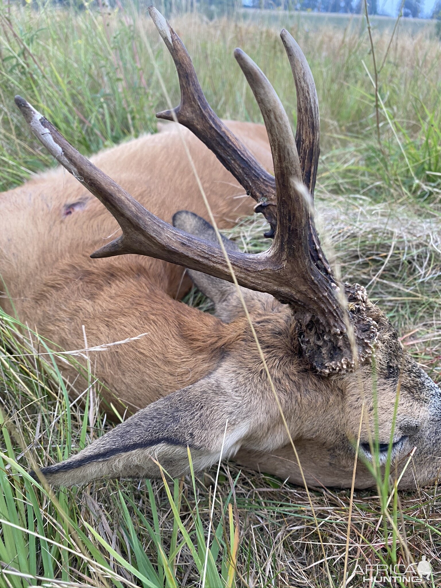 Roe Deer Hunt England