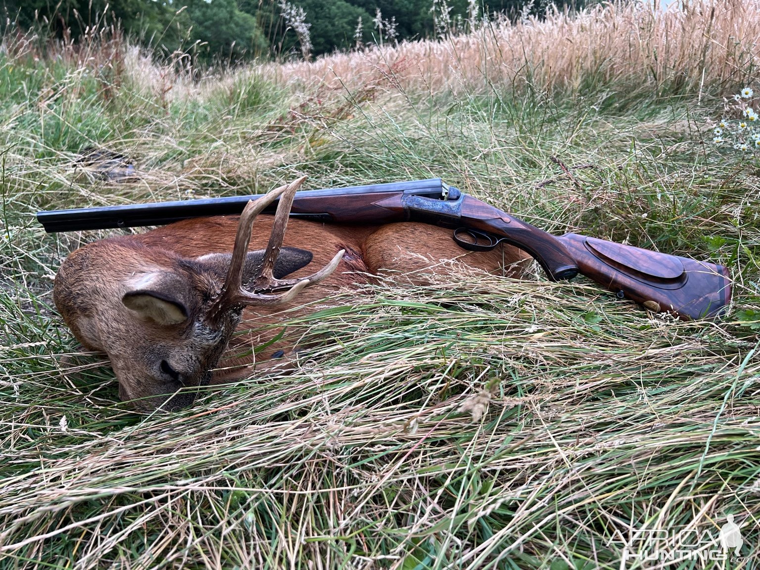 Roe Deer Hunt England