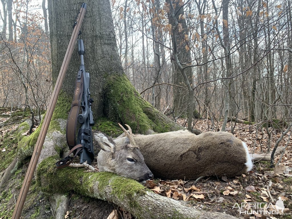 Roe Deer Hunt Germany