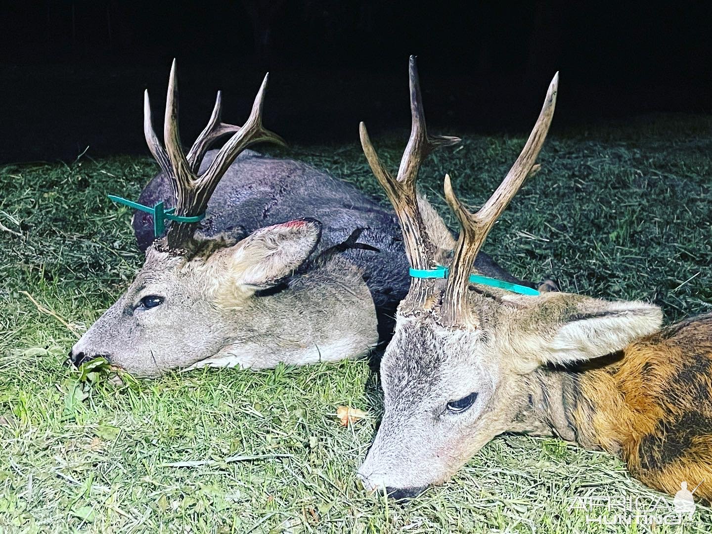 Roe Deer Hunt Romania