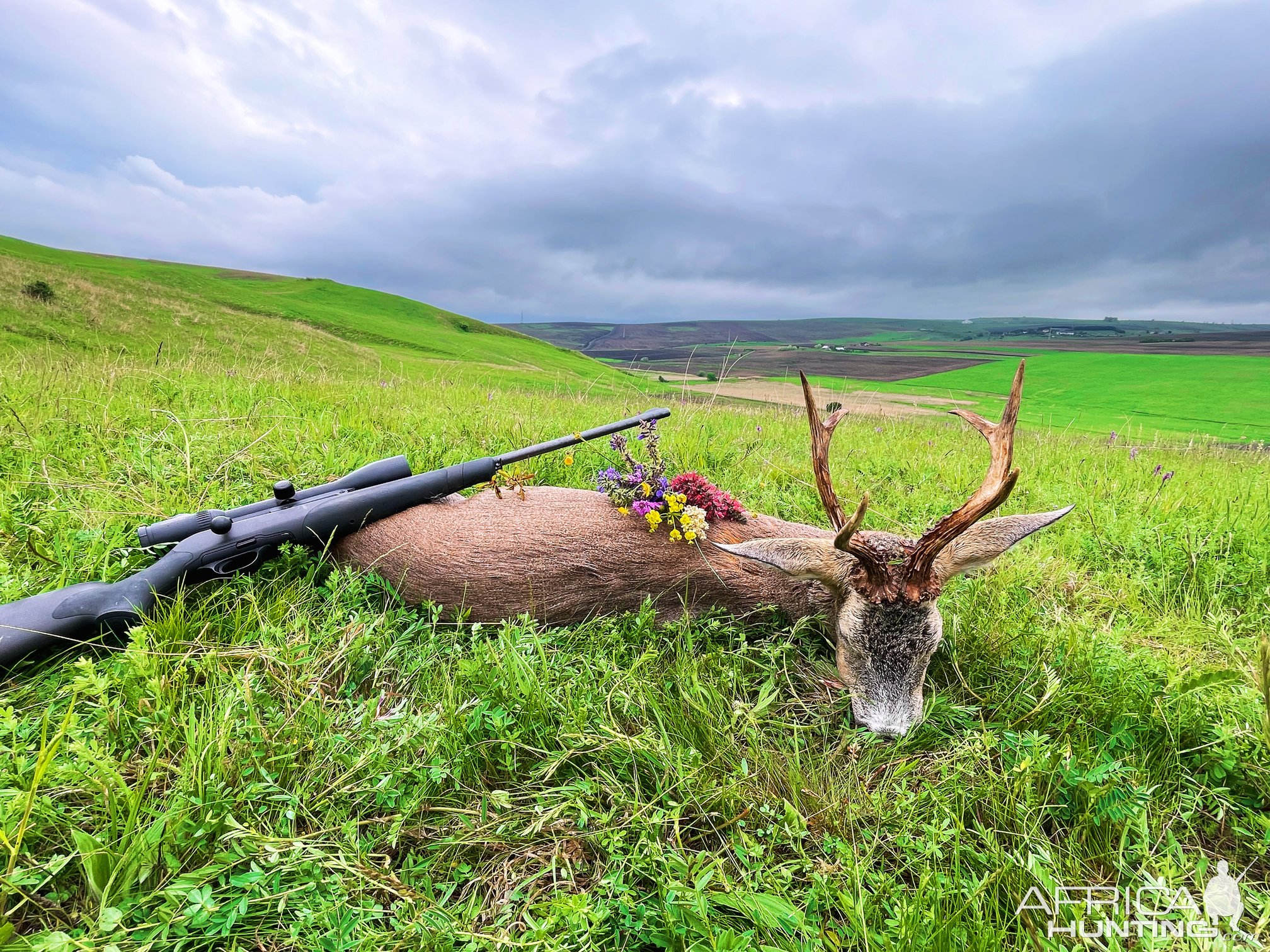 Roe Deer Hunt Romania