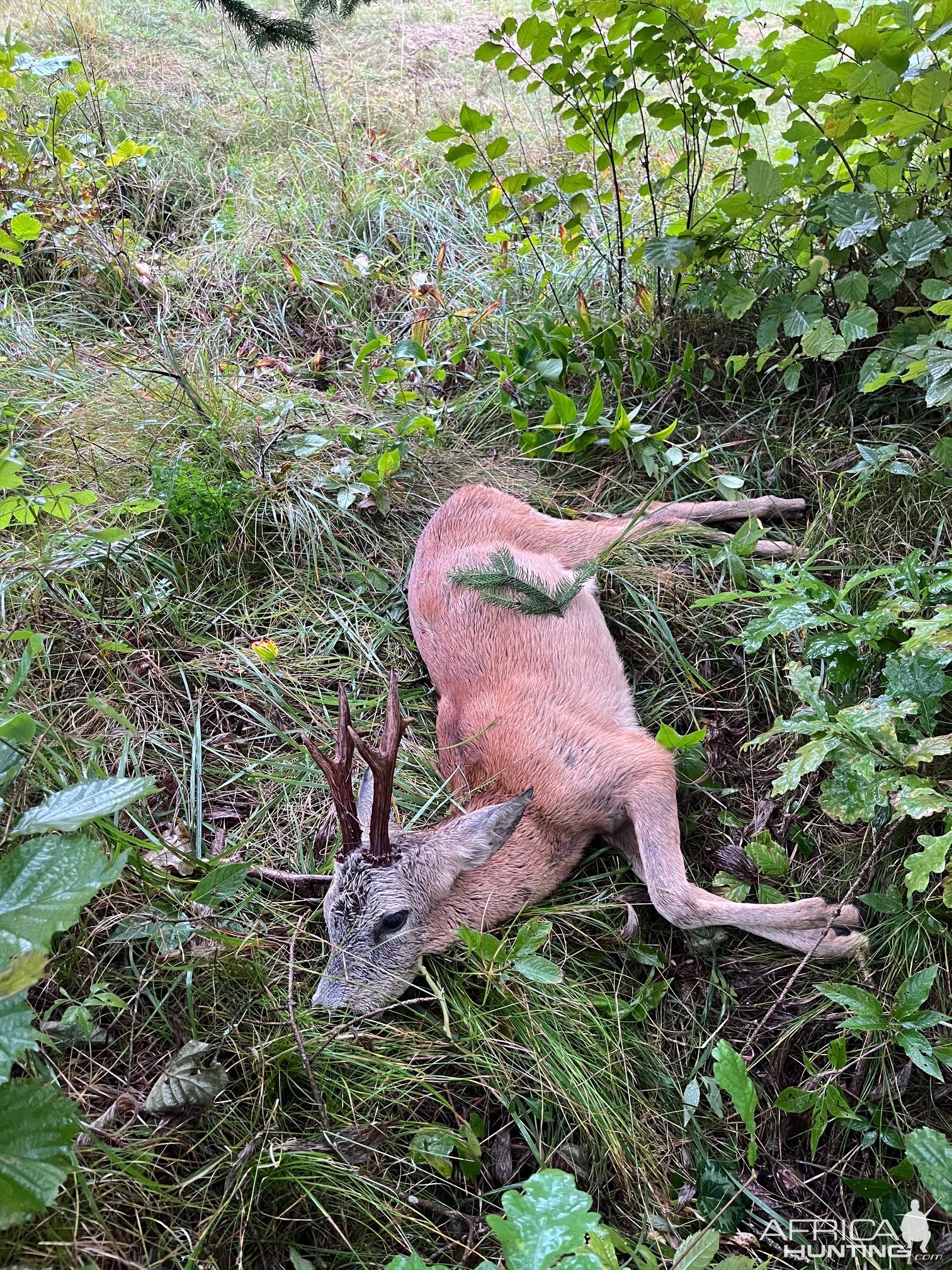 Roe Deer Hunt Slovenia