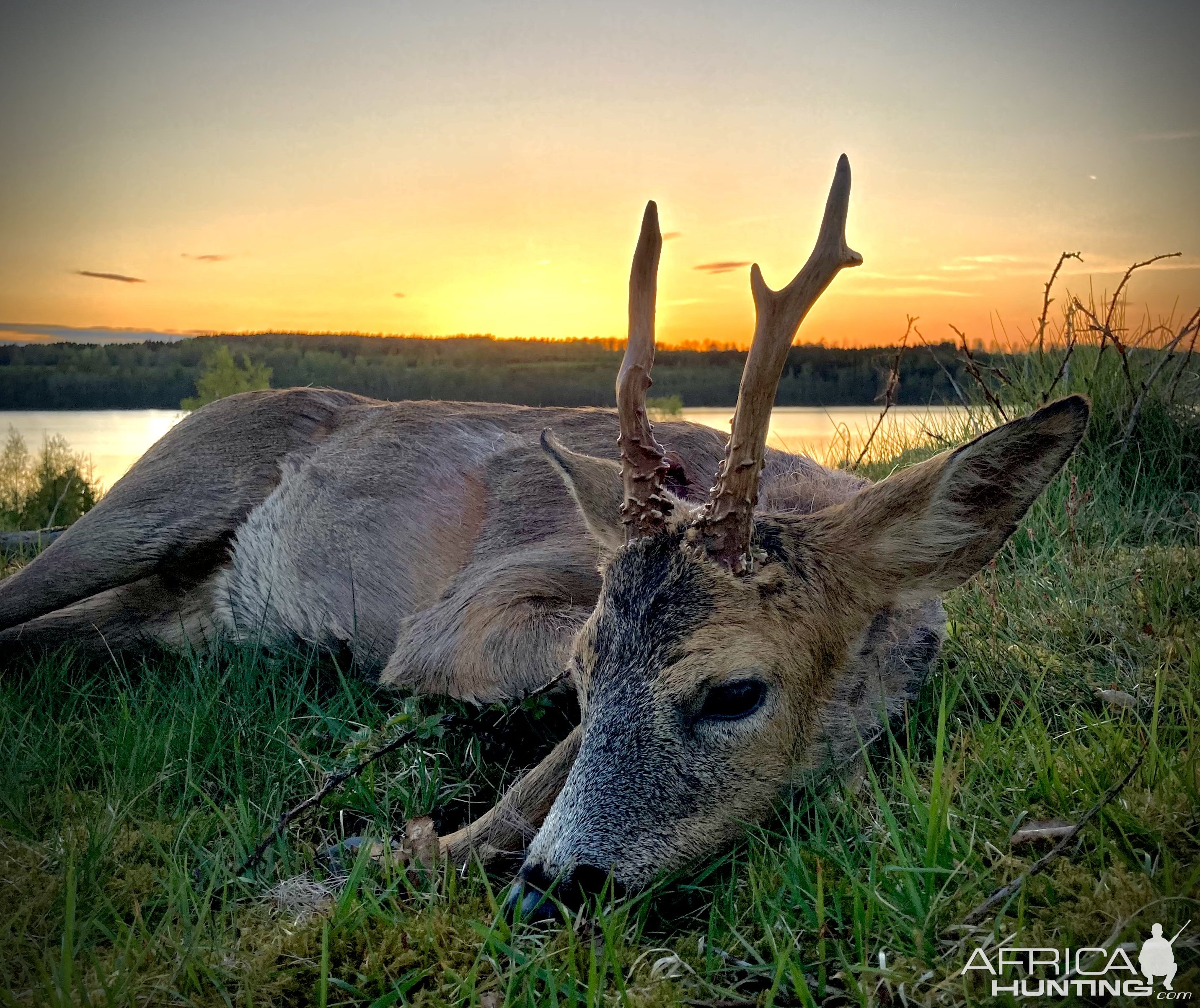 Roe Deer Hunt