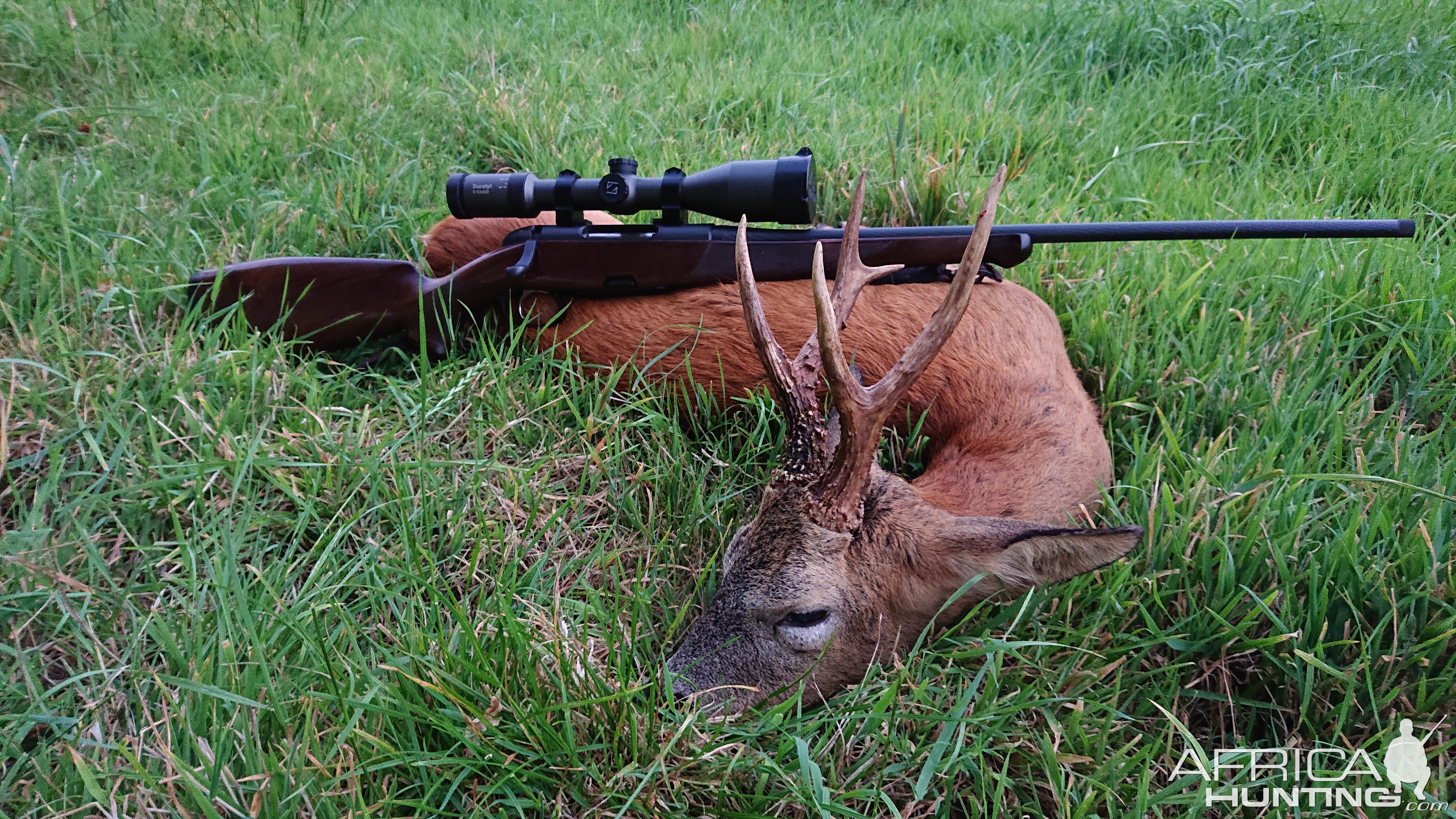 Roe Deer Hunting Hampshire England