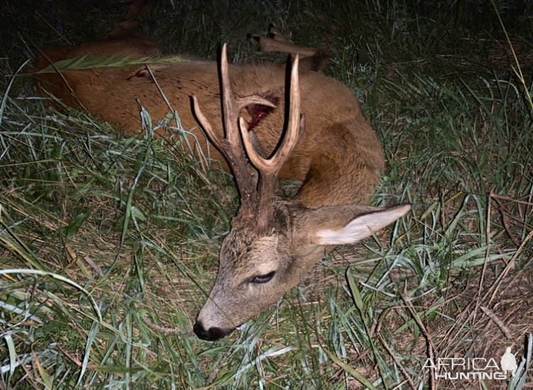 Roe Deer Hunting Poland