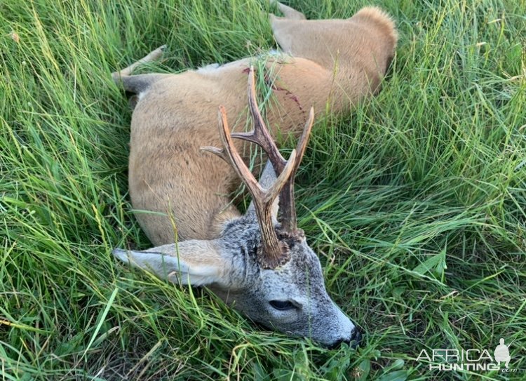 Roe Deer Hunting Poland