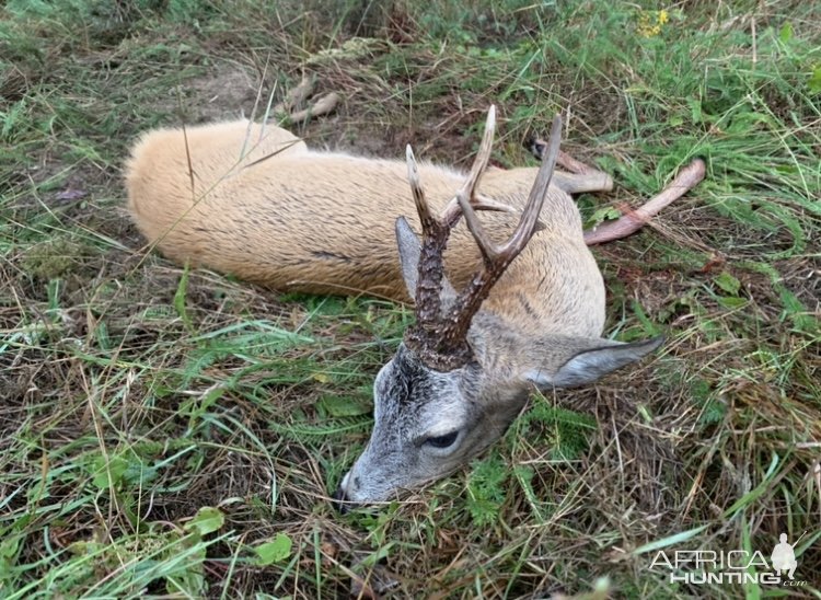 Roe Deer Hunting Poland | AfricaHunting.com