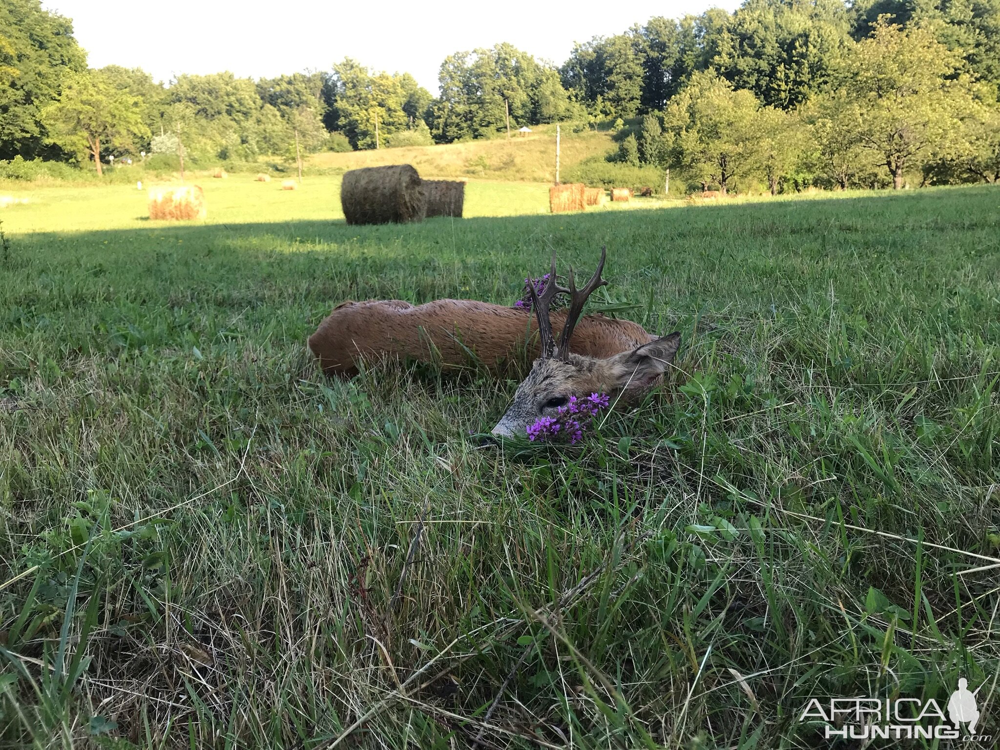 Roe Deer Hunting Romania