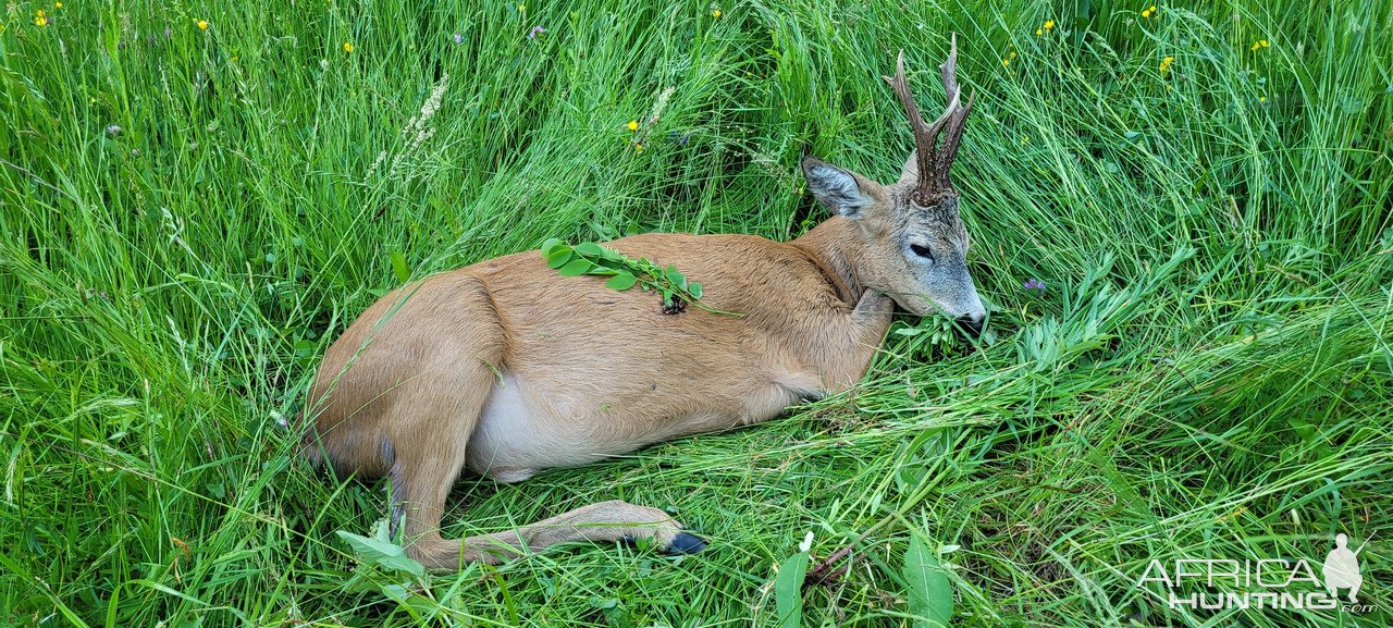 Roe Deer Hunting Romania