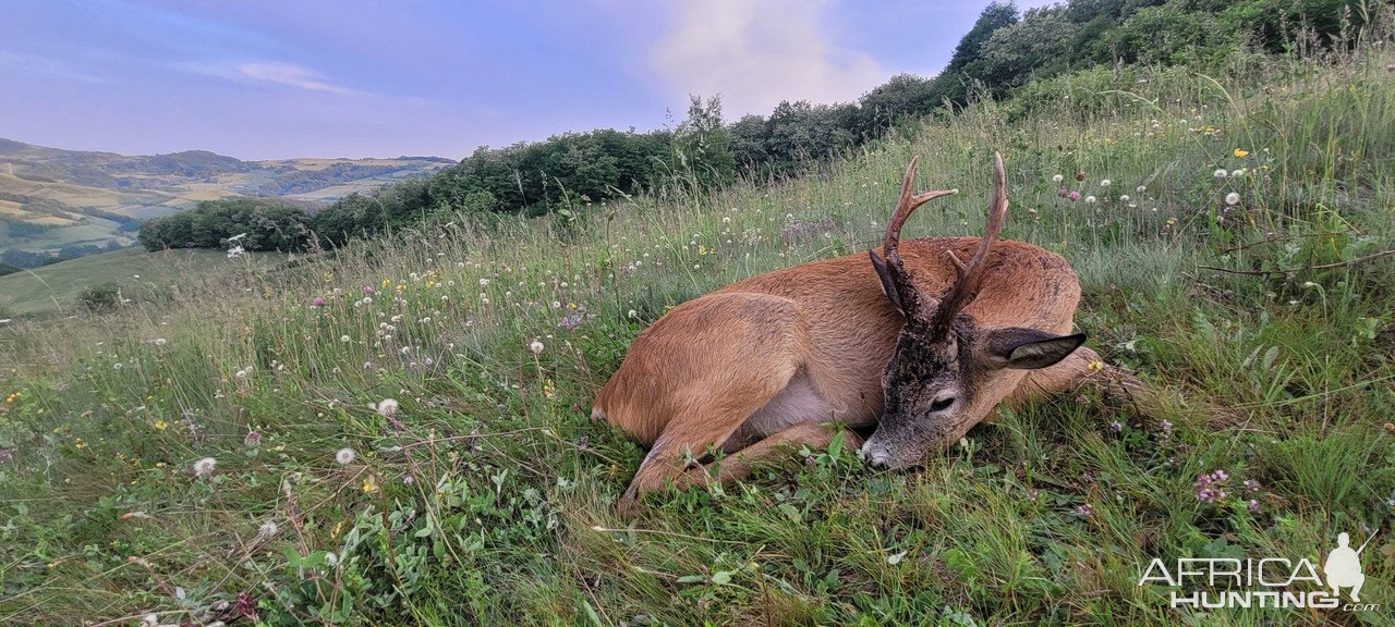 Roe Deer Hunting Romania