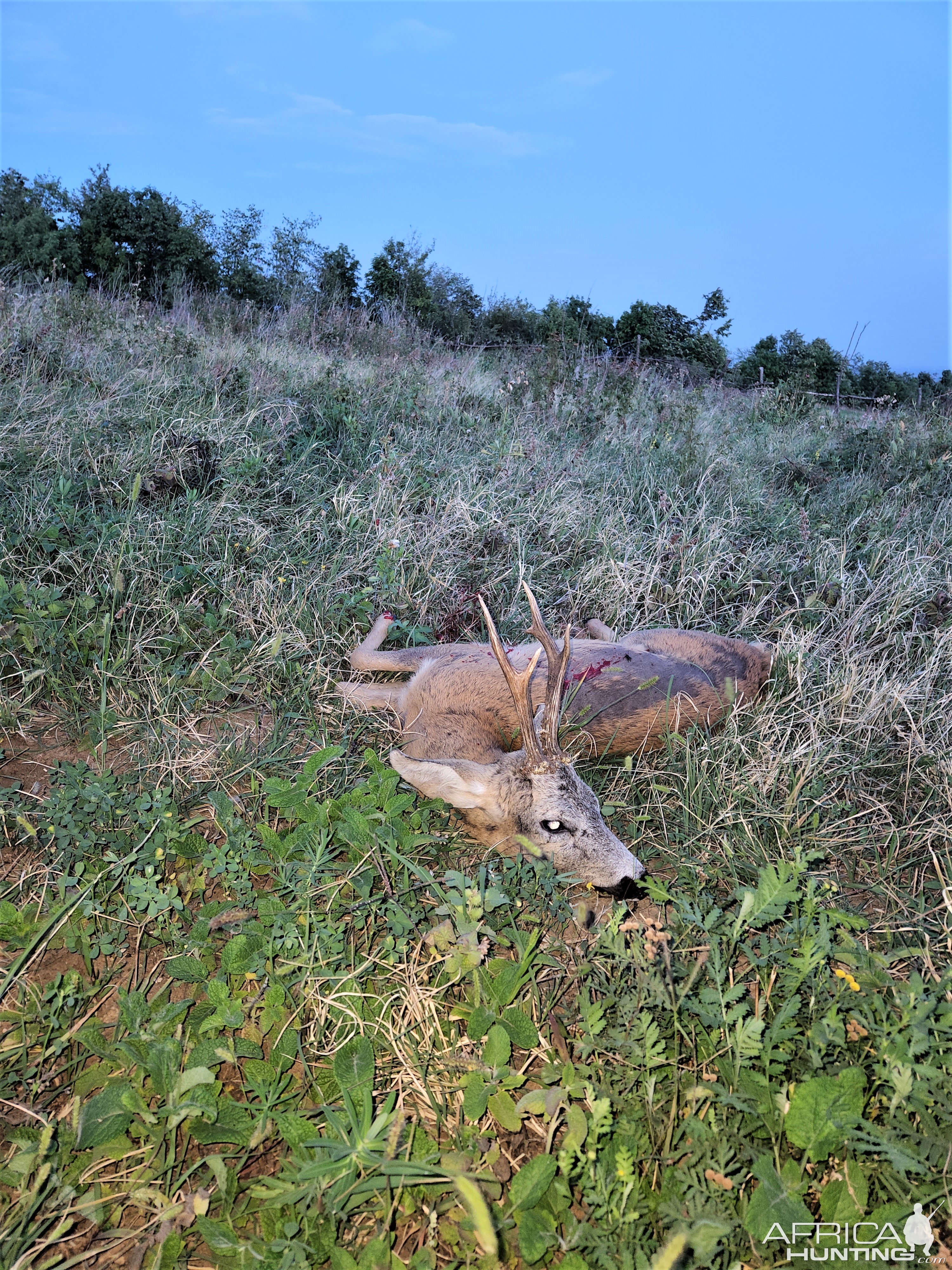 Roe Deer Hunting Romania