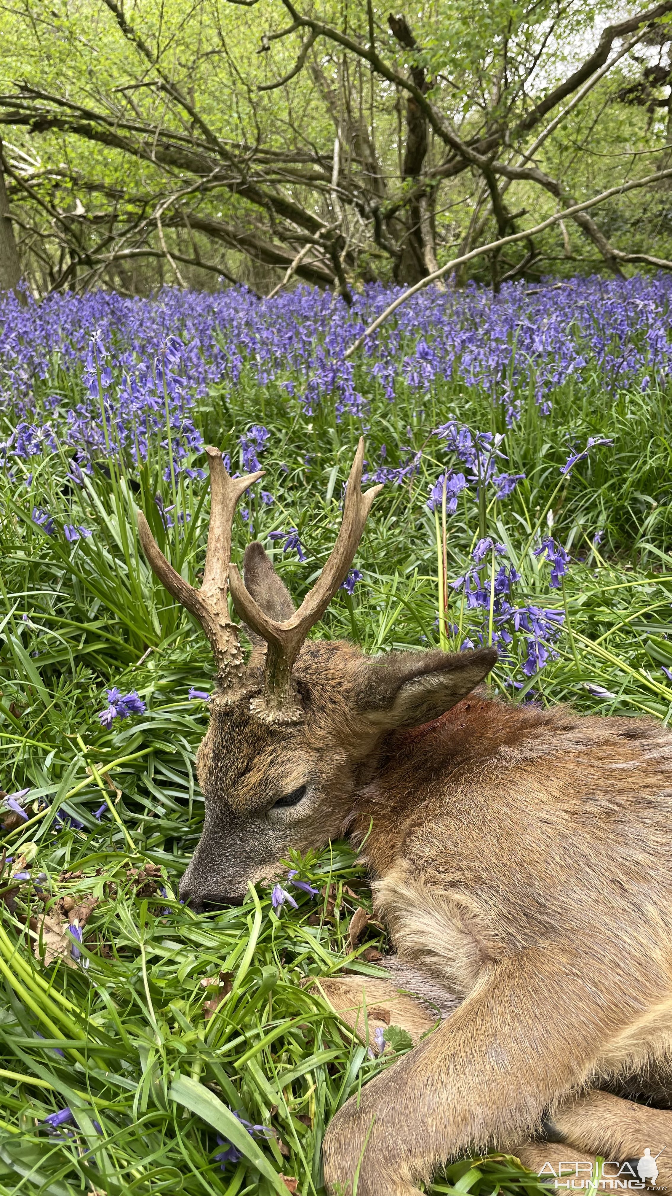 Roe Deer Hunting United Kingdom