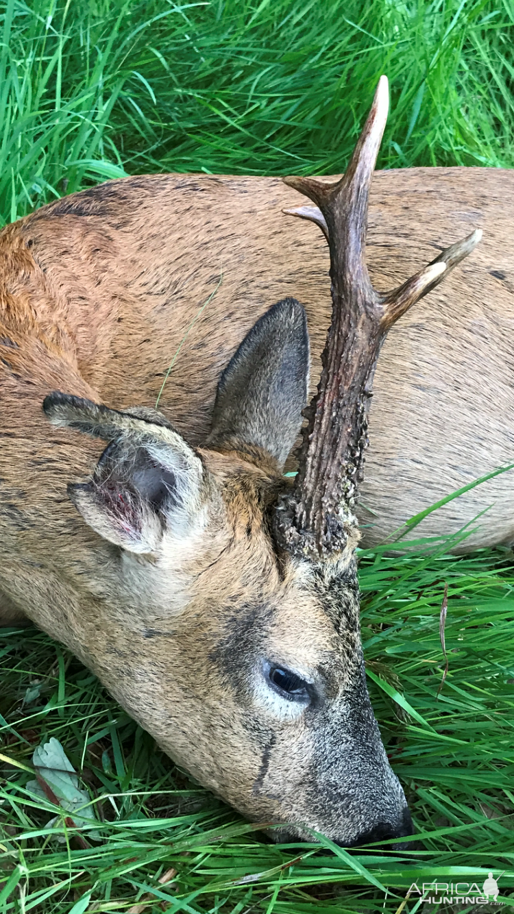 Roe Deer Hunting