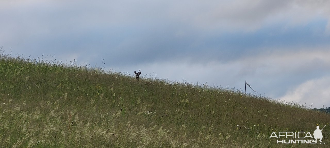 Roe Deer Romania