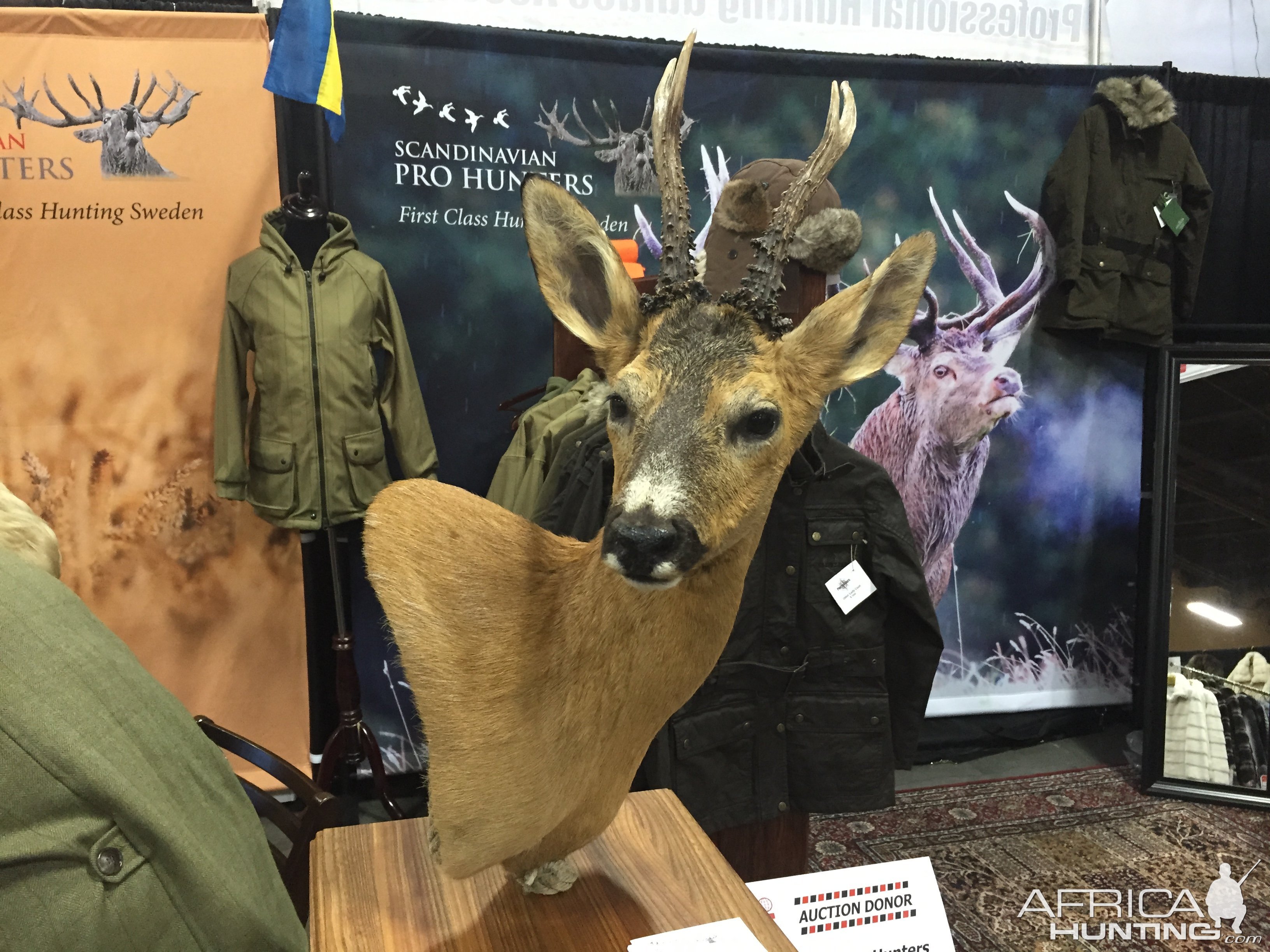 Roe Deer shoulder mount taxidermy