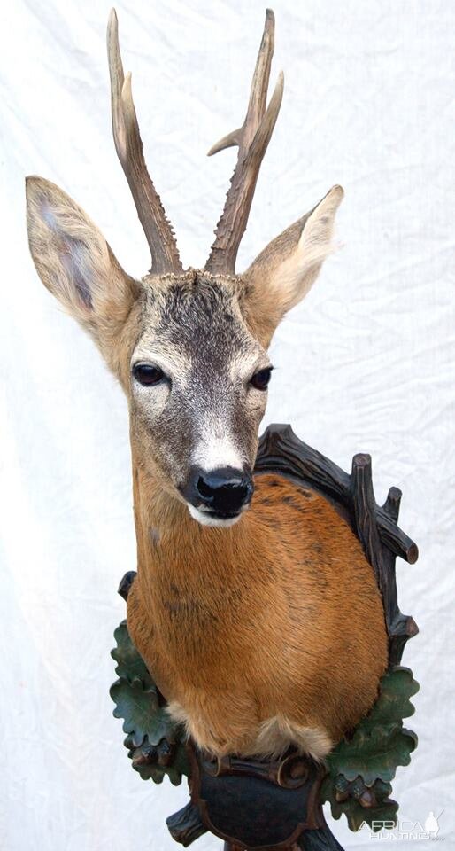 Roe Deer Shoulder Mount Taxidermy