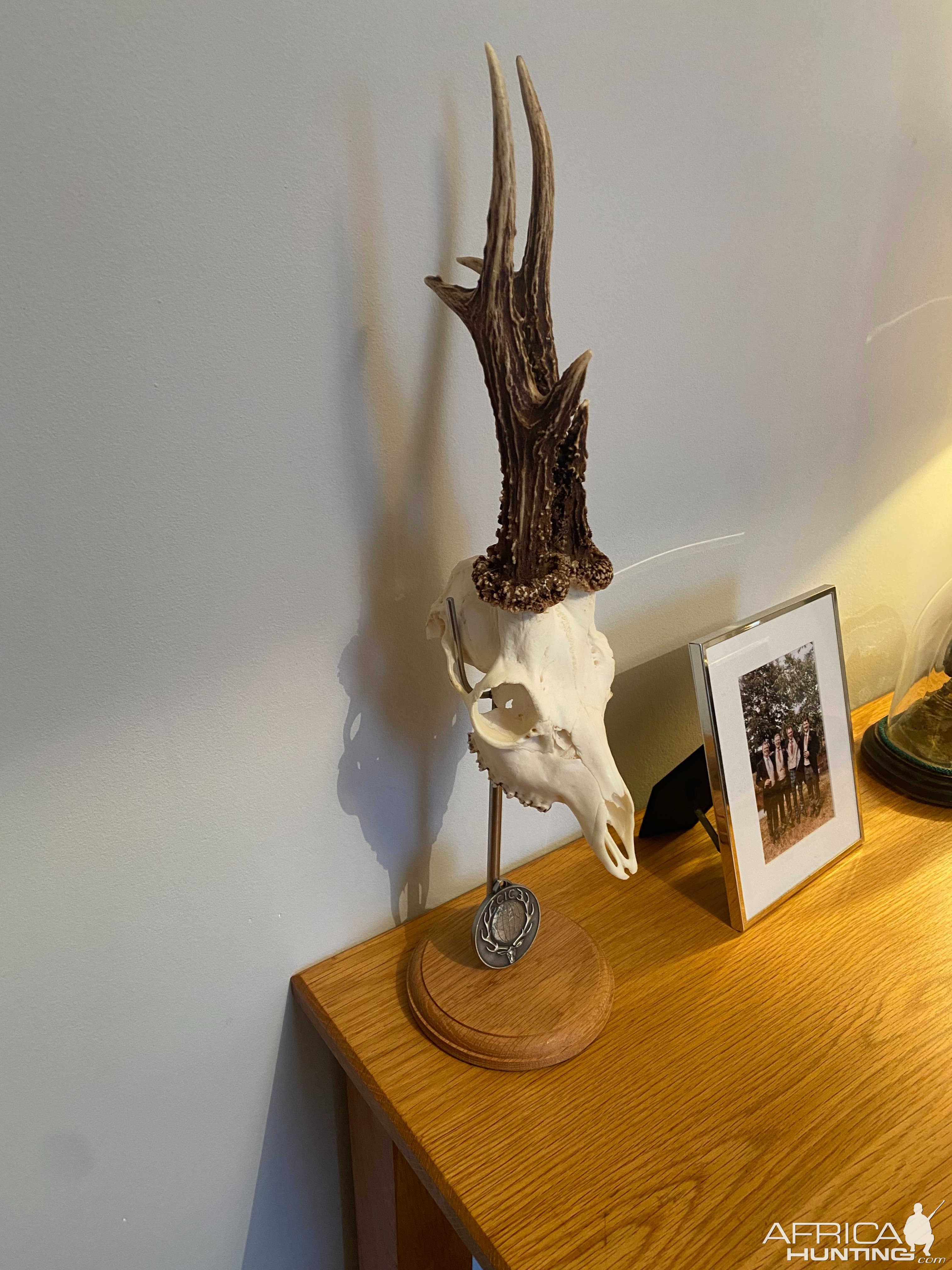 Roe Deer Skull With Stand