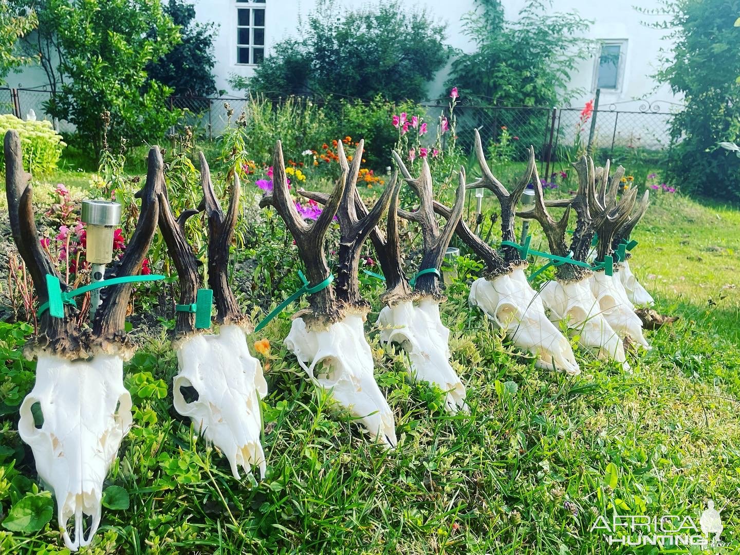 Roe Deer Skulls Romania