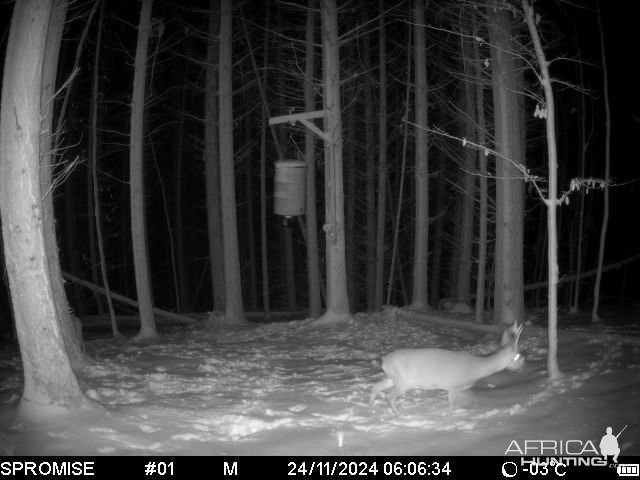 Roe Deer Trail Camera