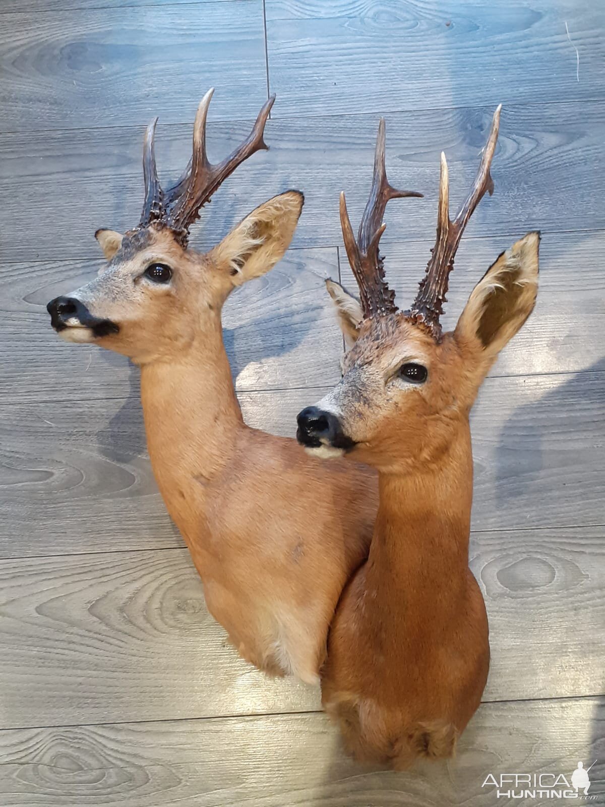 Roe Deer Wall Pedestal Taxidermy