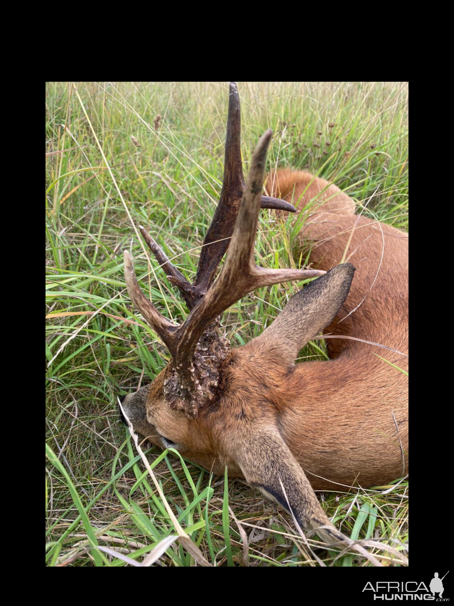 Romania Hunting Roe Deer