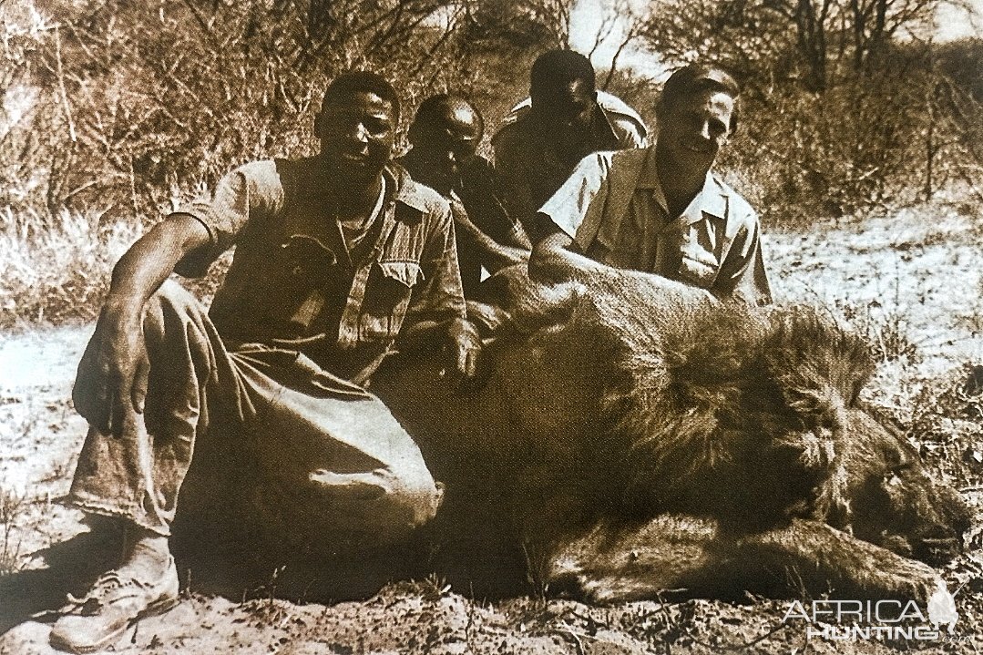 Ronnie Blackbeard and his trackers with a ten-foot-long lion-Boteti River, Botswana