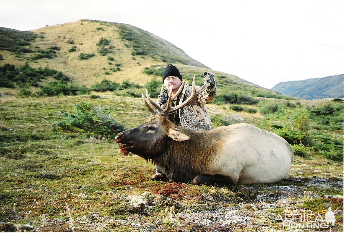 Roosevelt Elk Hunt Afognak Island Alaska