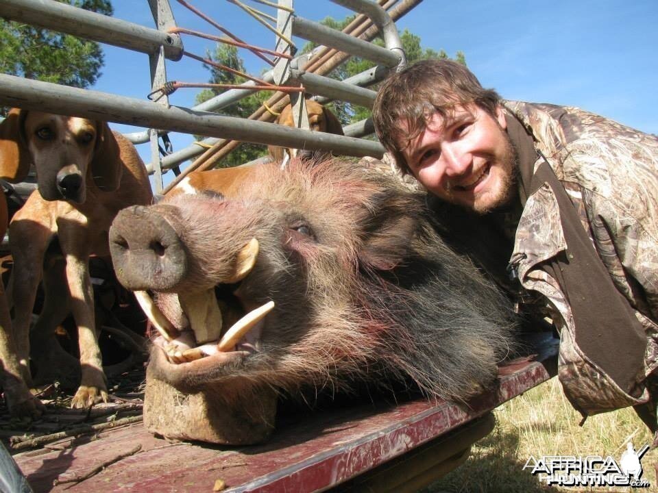 Rowland Ward bushpig from Eastern Cape