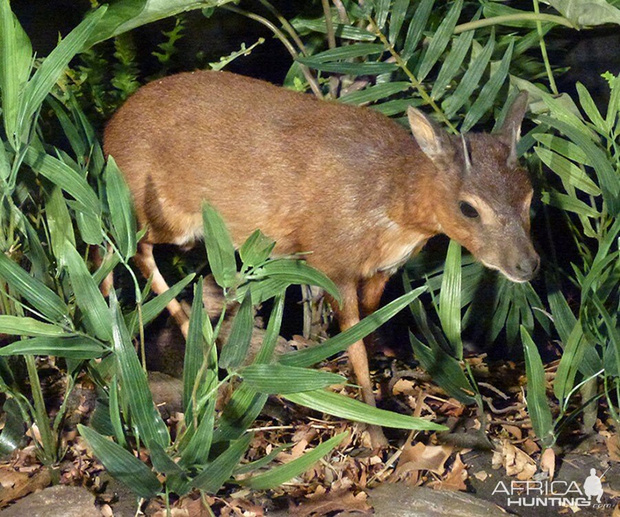 Royal Antelope Full Mount Taxidermy